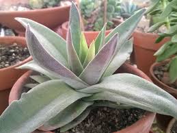 It is ideal to fertilize it every month during its stage of active growth. Crassula Garnet Lotus World Of Succulents