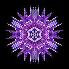 Violet Chrysanthemum Iv Flower Mandala By David J Bookbinder Mandala Art Flower Mandala Mandala