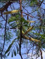 Image result for Acacia goetzei