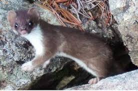 Klikni na malu sličicu ili strelicama pregledaj velike ulica ive lasića 2 sisak slike. Stoat Mustela Erminea Nevjerojatne Cinjenice Ekolss Zivotinje
