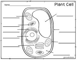 We did not find results for: Plant And Animal Cells Color And Label Parts By Rulers And Pan Balances