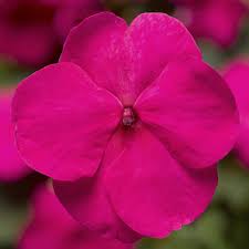 Image result for Impatiens purpureoviolacea