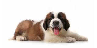 If you're looking for a small and cuddly dog to add to your household, the havapoo makes an excellent addition to nearly any home. North Carolina Puppies For Sale From Vetted Dog Breeders