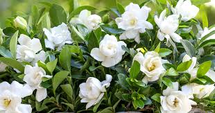 Image result for Gardenia