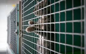 Qualité de vie à gennevilliers : Spa De Gennevilliers Les Adoptions Reprennent Apres De Nombreux Abandons La Republique Des Pyrenees Fr