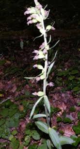 Image result for Epipactis africana