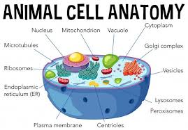 Once a plant specimen has been identified, its name and properties are known. Animal Cell Anatomy Diagram Premium Vect Premium Vector Freepik Vector Background Medical Nature Animal Animal Cell Plant Cell Plant Cell Parts