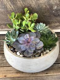 50 Succulent Garden Ideas Succulent Varieties How To Grow Take Care Indoor Succulent Garden Outdoor Di Succulent Garden Design Succulents Garden Care