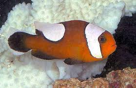Saddleback Clownfish Amphiprion Polymnus Saddleback