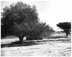 Image result for Acacia adenocalyx