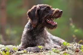 Dogs for sale by breed. German Wirehaired Pointer Dog Breed Information