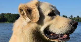 Does Your Dog Have Floppy Ears Skipping This Weekly Task Could Mean Extra Trips To The Vet