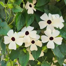Image result for Thunbergia pynaertii