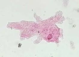 Choose from a wide range of similar scenes. Amoeba Proteus Microbewiki
