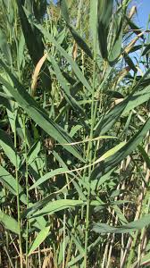 Image result for Andropterum