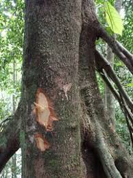 Image result for Uapaca guineensis