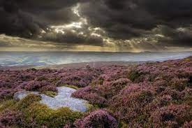 Scenic View Of Moorland Habitat Showing Flowering Heather In Foreground Peak District Np Photographic Print Ben Hall Art Com Scenic Views Scenic Art Scenic