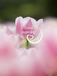 We did not find results for: Good Morning Picture With Flowers 1080p Hd 17 August 2021