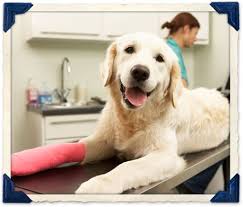 24 hour animal hospital miami, fl 33101. Emergency Veterinary Care In Burlingame