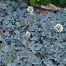 Image result for Holubia saccata