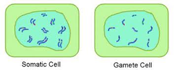 Pin By Sofia Tomov On 2014 Science Olympiad Heredity Somatic Cell Heredity Body Cells