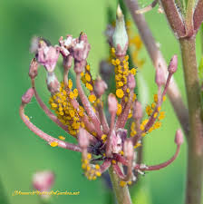 Part of moyer pest control, our local pest control pros offer superior pest protection against ants, roaches, and other household pests common to pennsylvania. How To Control Aphids On Milkweed Plants Monarch Butterfly