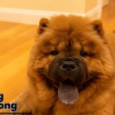 XiongXiong (@xiongxiongchow) • Instagram photos and videos