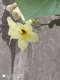 Image result for Bauhinia tomentosa