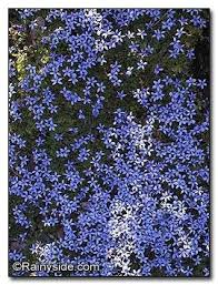 Lovely ground cover or planted between paving slabs or stepping stones. Isotoma Fluviatilis Blue Star Creeper Ground Cover Blue Star Creeper Ground Cover Plants