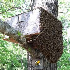 Bees in a swarm are usually quite docile because they have no hive to protect and they fed well before they left their old hive. Big Bee Swarm In My Bait Hive Carolina Honeybees
