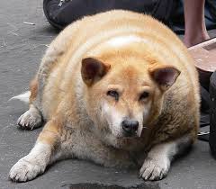 Additionally, the character has seen some spread on youtube. Fat Dog Quotes Quotesgram