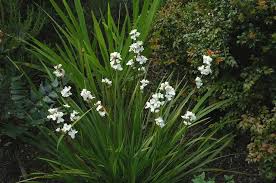 Image result for Craibia grandiflora