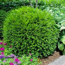 Quick video on how to plant wintergreen boxwood shrubs.tags:garden, answer, flower, gardening, gardener, diy, grow, green, proven, winners, fall, winter. Winter Gem Boxwoods For Sale Online The Tree Center