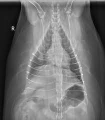 Usually there are no symptoms in the early stages of canine lung cancer. Image Gallery Primary Metastatic Tumors Part 1 Clinician S Brief
