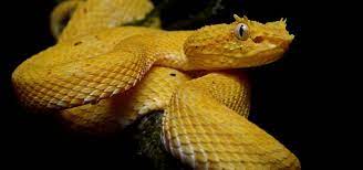 The snake is endemic to the ilha de queimada grande island. Not Even Snake Island Is A True Safe Haven For Rare Vipers