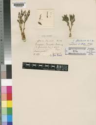 Image result for Ceropegia conrathii