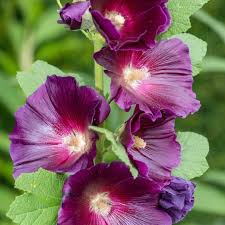 Image result for Alcea rosea
