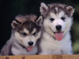 Alaskan Malamute Puppies Puppy Dog 8 X 10 8x10 Glossy Photo Picture Malamute Puppies Cute Husky Puppies Alaskan Malamute Puppies