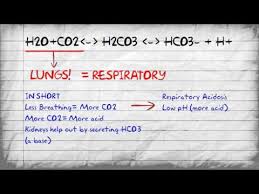 Bicarbonate Buffer System And Ph Imbalances Youtube