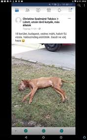 Töltsd le ezt a szabadon felhasználható képet a kutya meghalt német juhász témakörben, a pixabay szabadfelhasználású képektől és videóktól roskadozó könyvtárából. R I P Kutyak Es Macskak Akik Nem Eltek Tul A 2018 19 Es Szilvesztert Juttass Haza