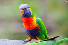 Please feel free to send a message or visit our website to answer any questions about our babies. Rainbow Lorikeet Pets4homes