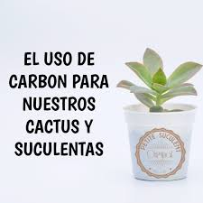 Aprende a cuidar de tus cactus favoritos y tenernos siempre sanos,descubre los mas cactus raros raros del mundo y como hacermacetas para cactus recicladas. El Carbon Vegetal Para Nuestras Plantas Plants Cactus Pictures Cactus Types