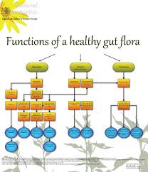 Organigram English Jpg 1000 1162 Healthy Gut Flora Gut Flora Natural Prebiotics