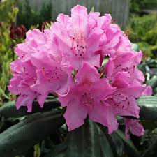 Roseum elegans' rhododendron, rhododendron catawbiense 'roseum elegans', late midseason rhododendron. Rhododendron Hybride Roseum Elegans Native Plants