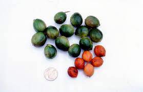 Consequently, recalcitrant seeds, which are shed at high water contents, can be stored only in the. Orthodox Intermediate And Recalcitrant Seed Center For Plant Conservation