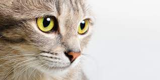 My Cat Keeps Leading Me Towards The Attic Door While Meowing Loudly She Rarely Talks Should I Be Concerned About My Cats Behavior Quora