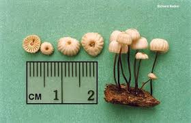 Image result for Marasmius rotula