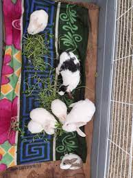 Shop 103, mid valley shopping centre, cnr centre valley rd & princess dr, morwell 3840. Rabbits For Sale At Rs 1700 Pair Gurgaon Id 21999759730