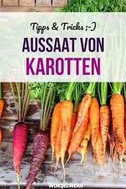 Der Komplette Karotten Guide Pflanzen Anbauen Und Ernten Wurzelwerk Anbauen Der Ernten Karottenguide Ko Planting Vegetables Carrots Fresh Vegetables