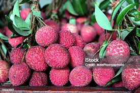 Image result for Sapindaceae